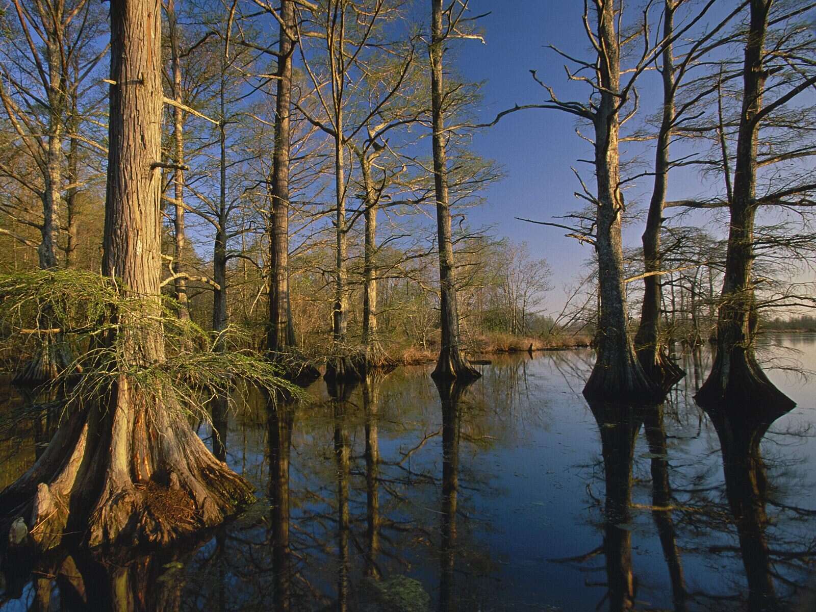 tennessees-reelfoot-lake-bald-cypress-boardwalk-secrets