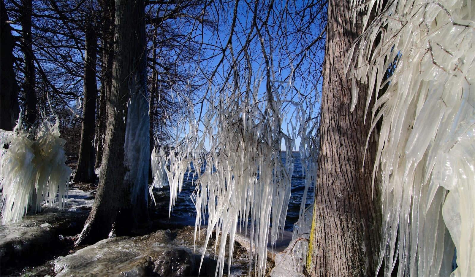 tennessees-reelfoot-lake-bald-eagle-observation-platform-secrets