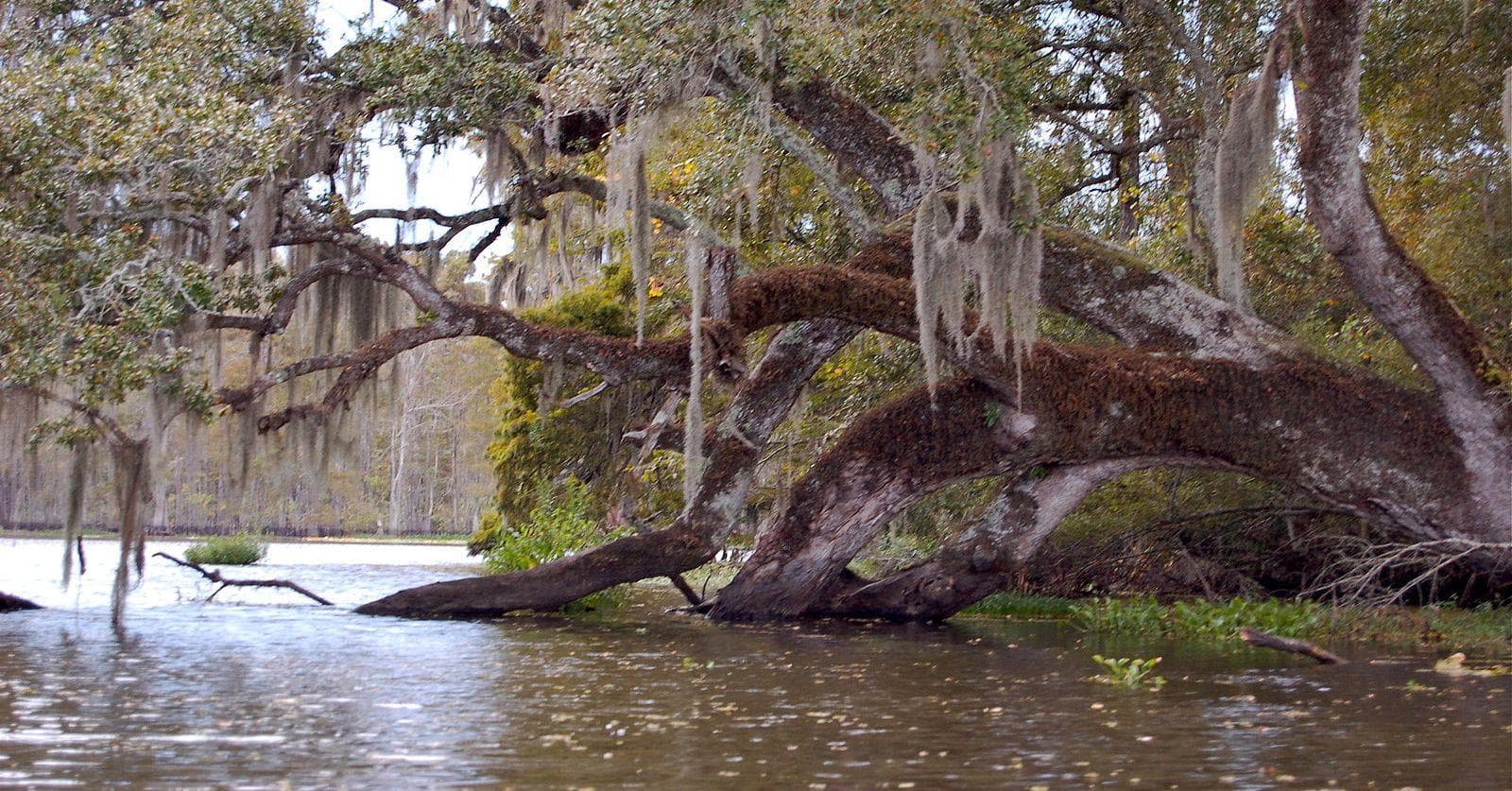 the-hidden-effects-of-louisianas-salt-mines-on-the-environment