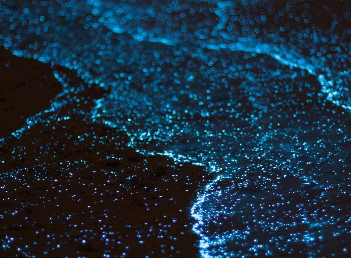 the-secret-glow-of-puerto-ricos-mosquito-bay