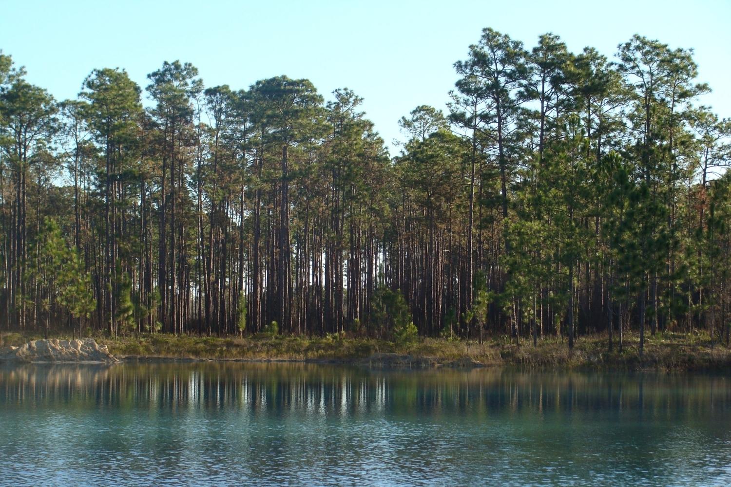 the-secret-life-of-floridas-apalachicola-forest