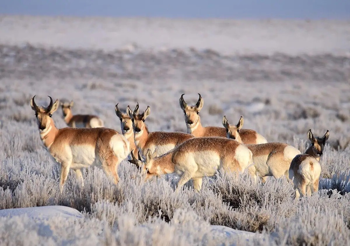 winter-wildlife-migrations-in-wyomings-pronghorn-path