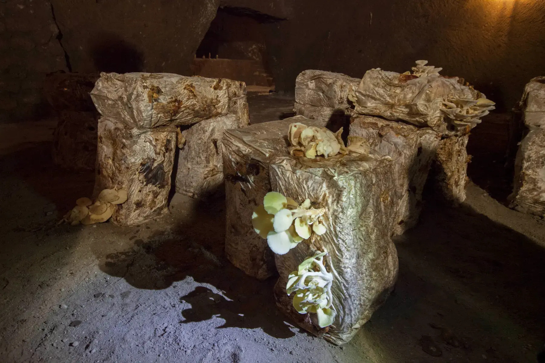 mushroom-farms-hidden-in-chester-county-caves