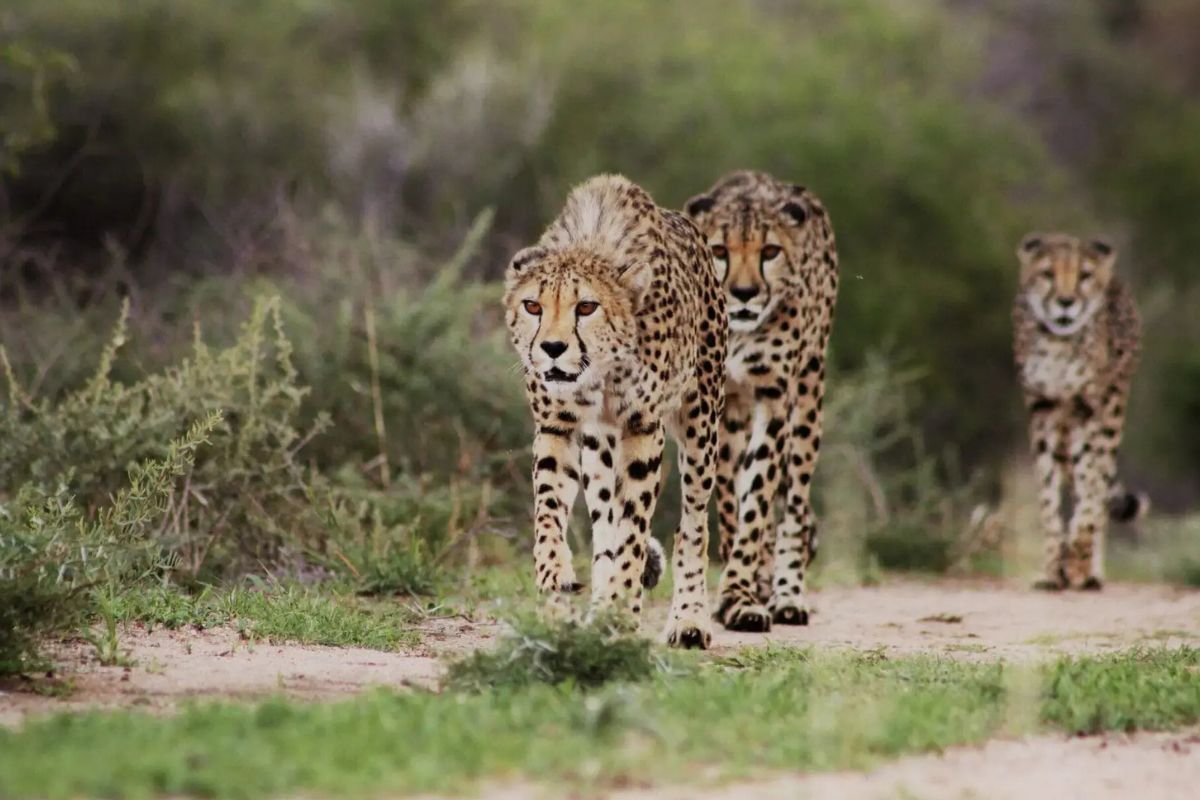 secret-wildlife-adventures-in-namibias-kalahari-reserve