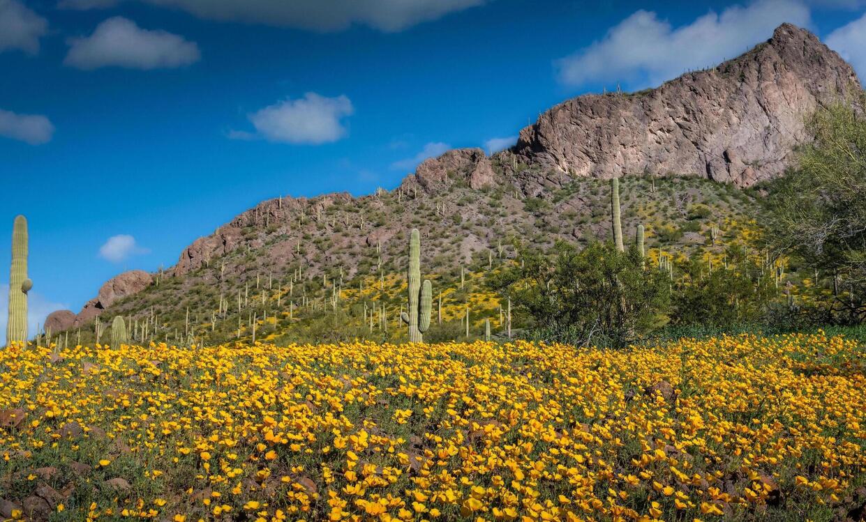 secrets-of-arizonas-picacho-peak-cacti-blooms