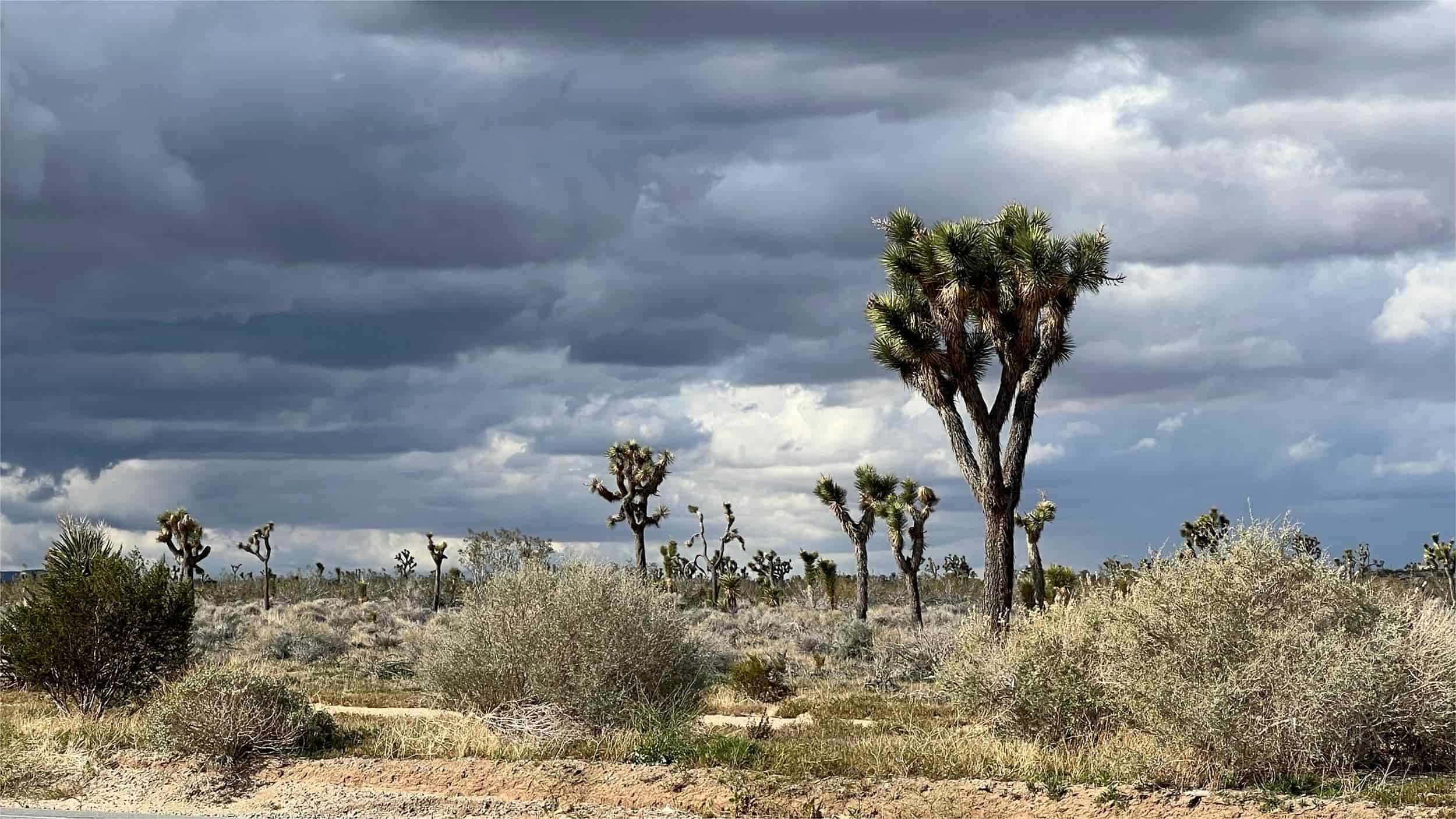 secrets-of-californias-mojave-desert-springs
