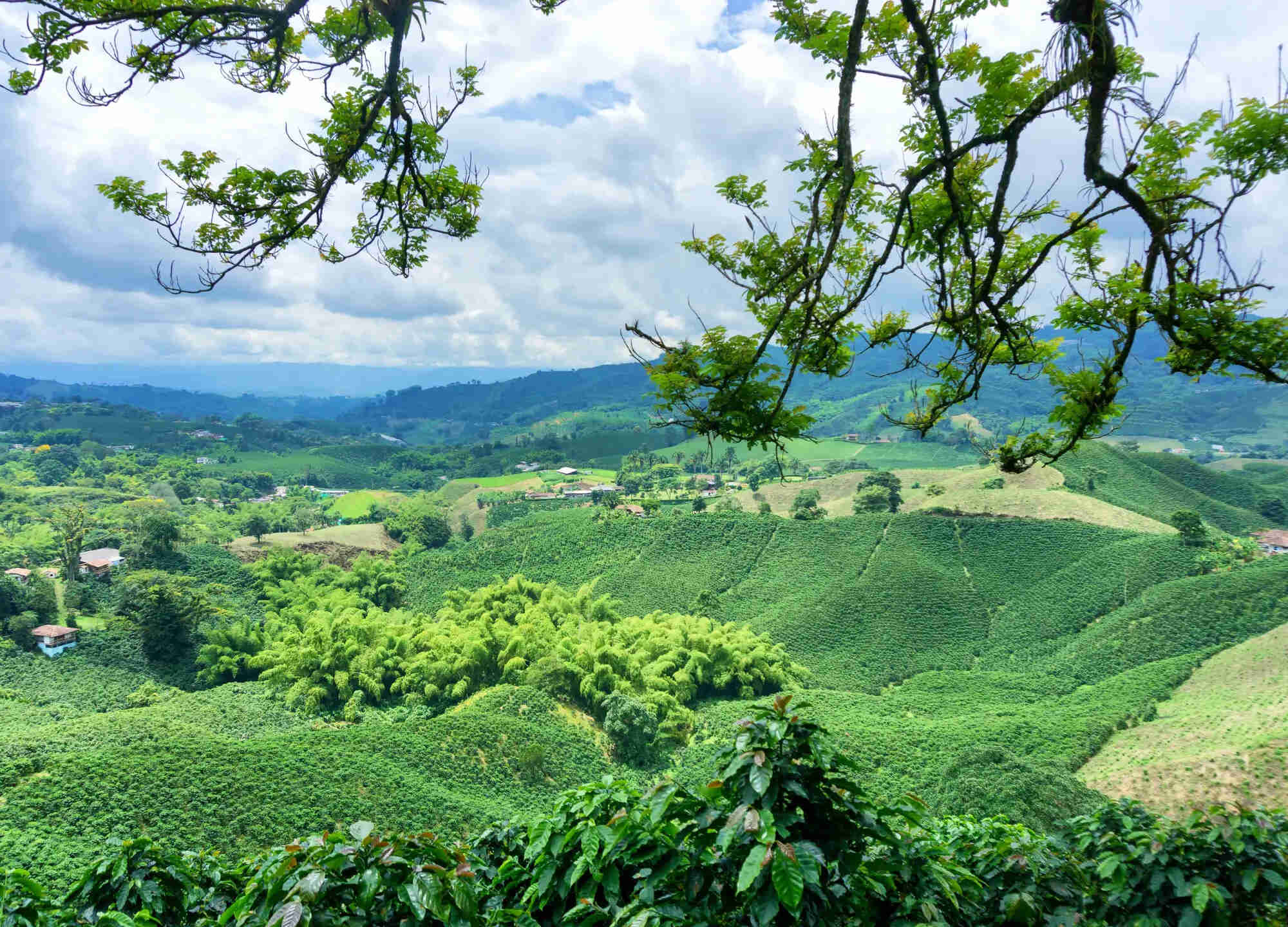 secrets-of-colombias-abandoned-coffee-plantations