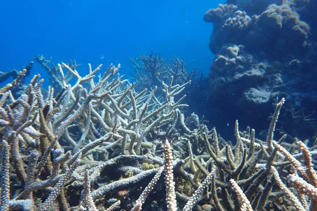 secrets-of-coral-garden-nurseries-in-australias-ningaloo-reef