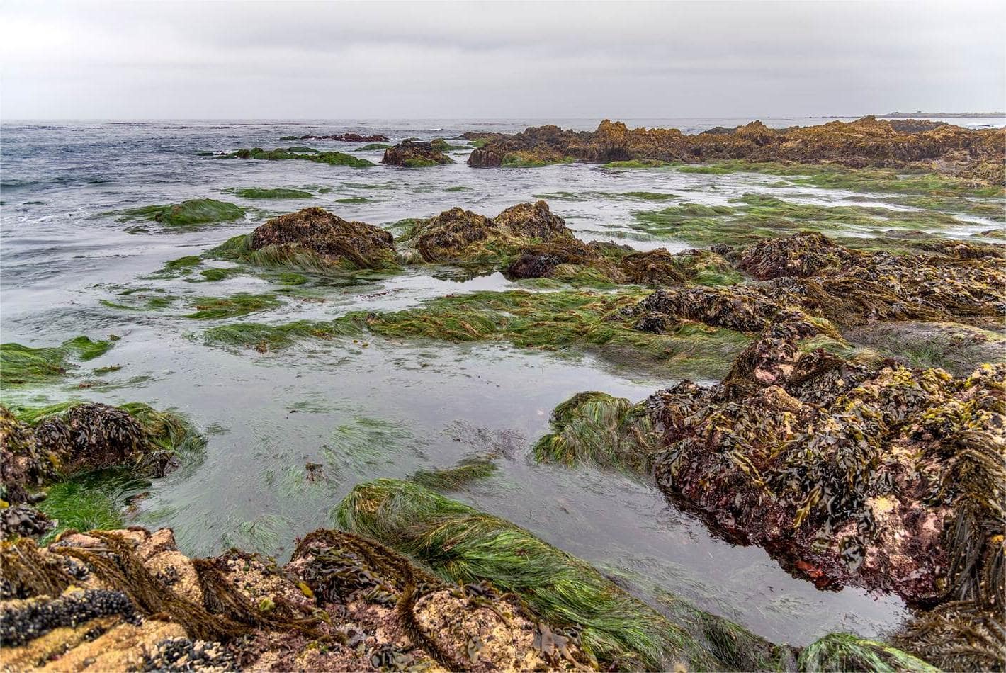 secrets-of-monterey-bays-tidal-pool-gardens