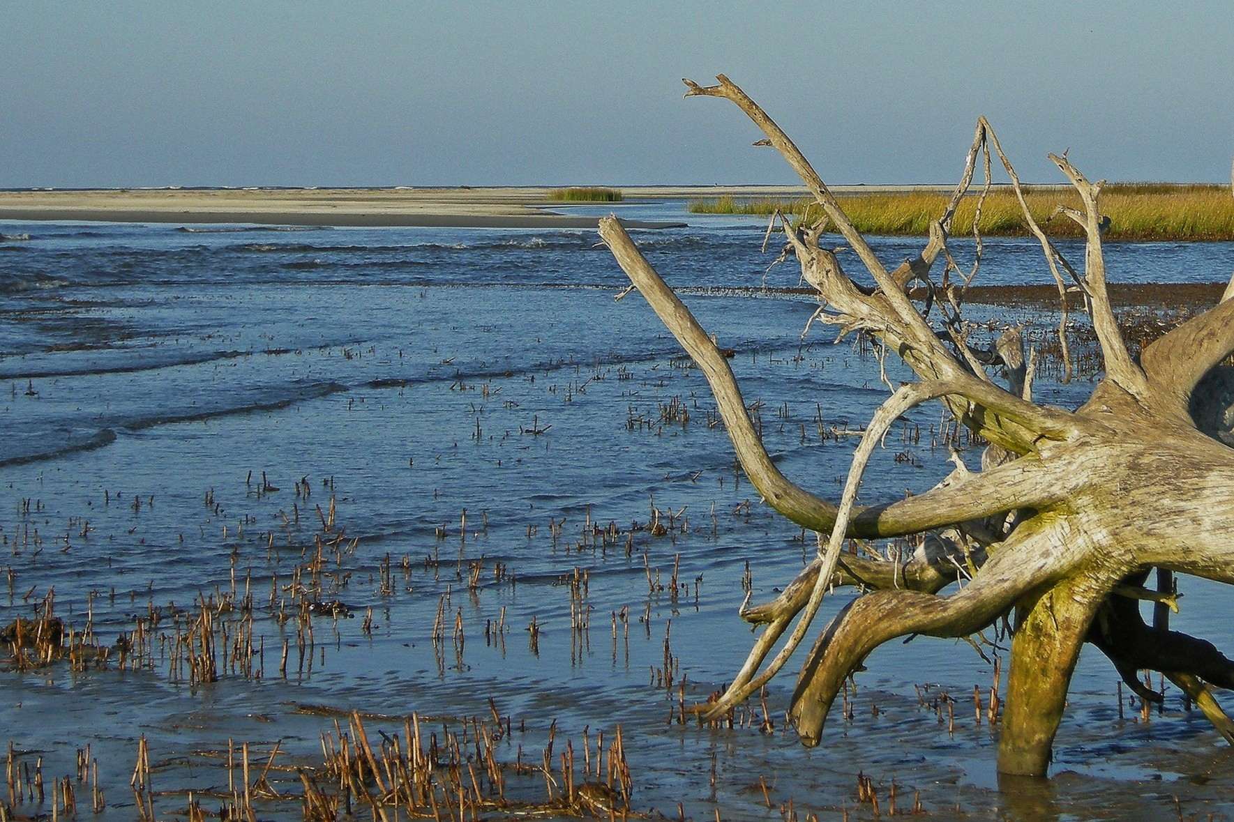 secrets-of-osprey-nesting-in-georgias-altamaha-river-delta