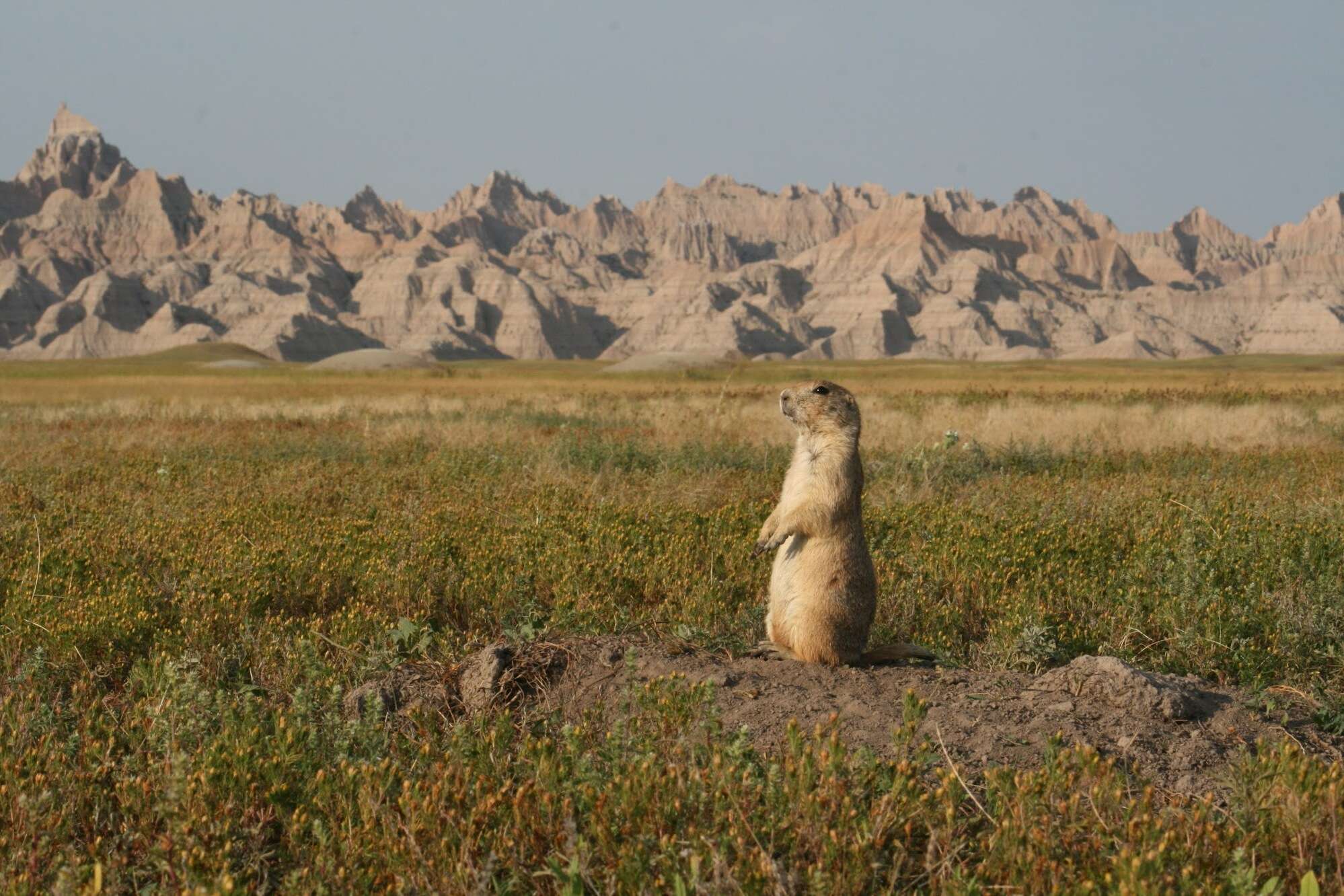 secrets-of-south-dakotas-prairie-dog-nursery-networks