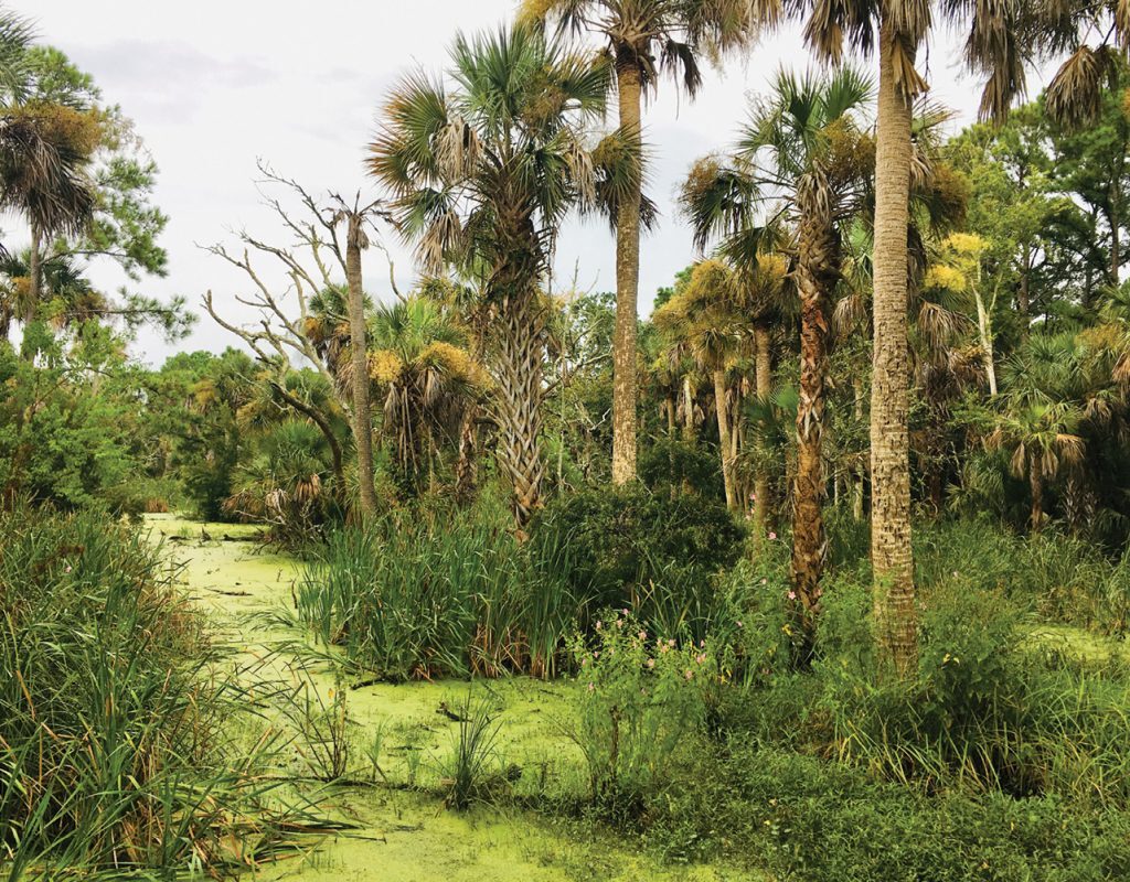 secrets-of-the-tidal-creek-maze-on-bulls-island