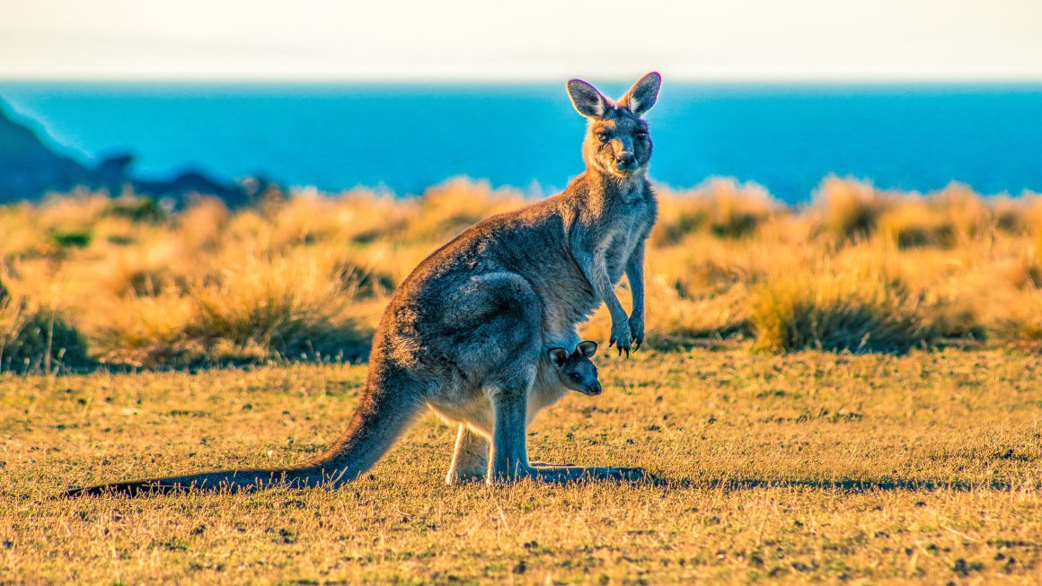 Kangaroo on Maria Island Photo of a kangaroo with a baby kangaroo in its pocket on yellow dry grasslands with a blurred background of the blue sea and white sky