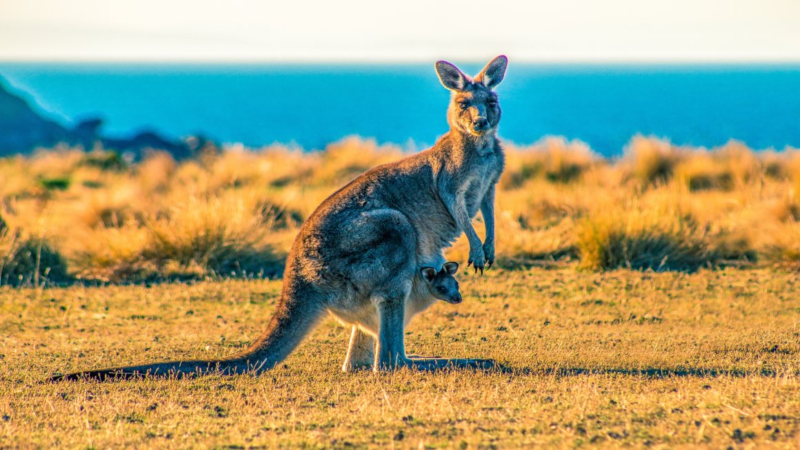 Photo of a kangaroo with a baby kangaroo in its pocket on yellow dry grasslands with a blurred background of the blue sea and white sky