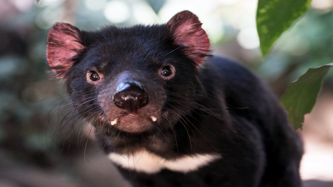 Photo of a black Tasmanian Devil looking directly at the camera with leaves and a blurred background
