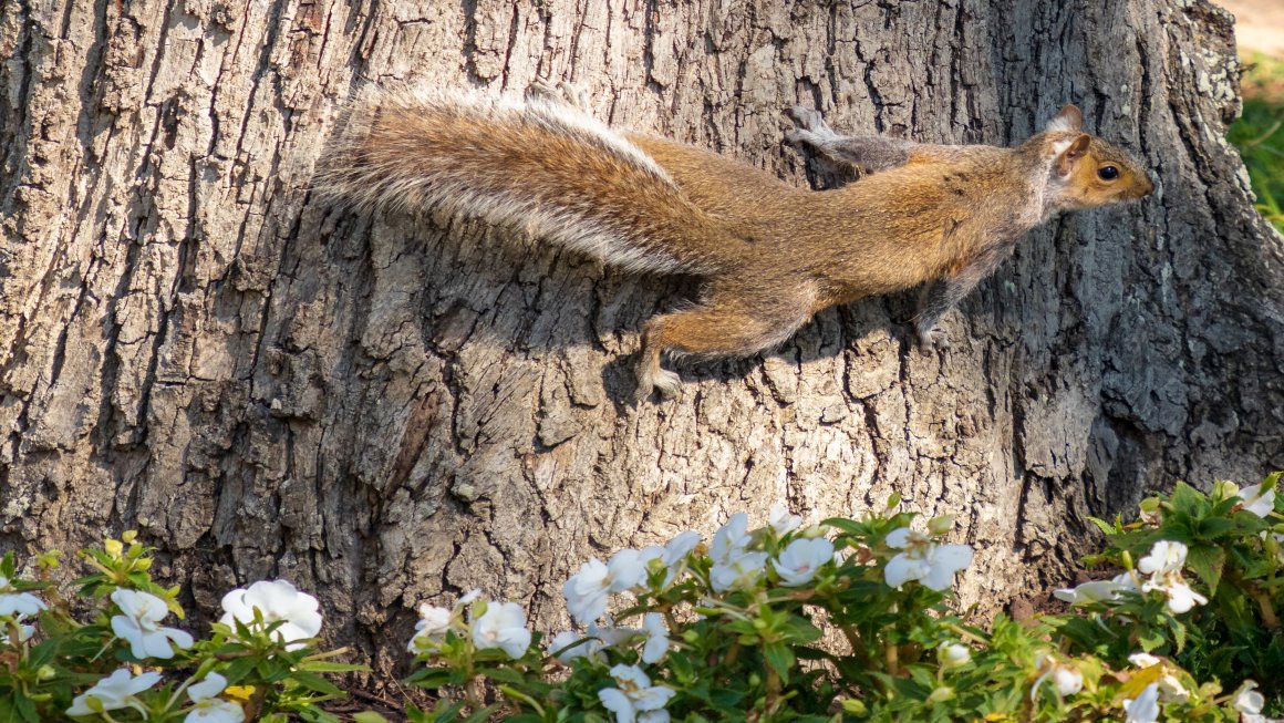 A squirrel climbing the street near the bushes.