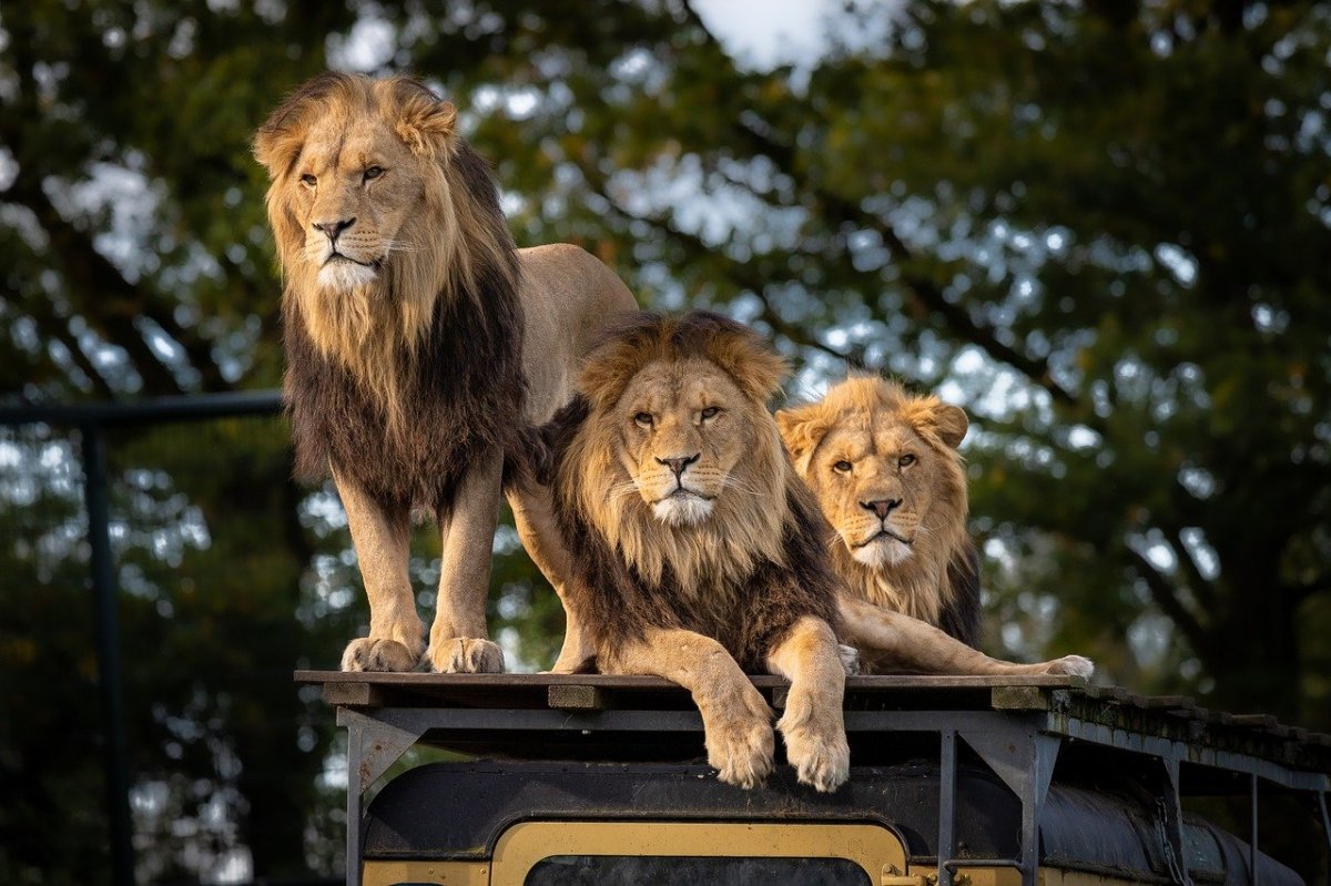 Lions sitting atop a safari vehicle