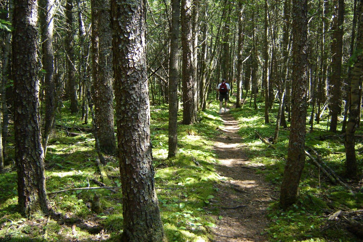 A man stands on the trail in a forest in Pukaskwa National Park, Ontario, Canada