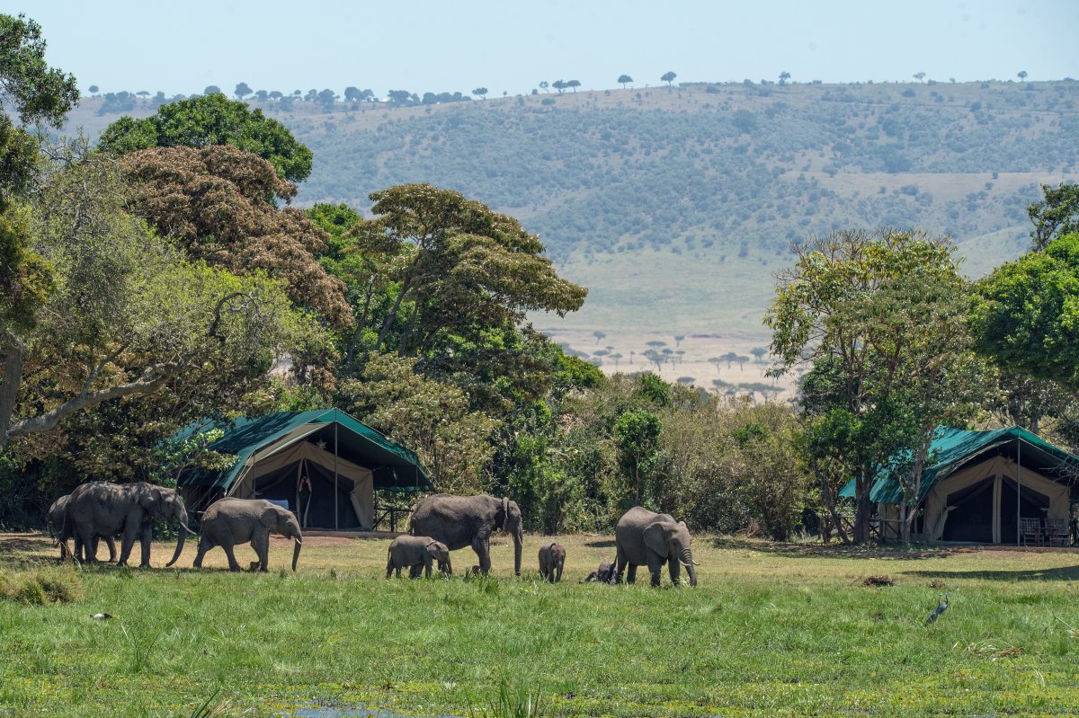 Elephants roam free near a safari campsite