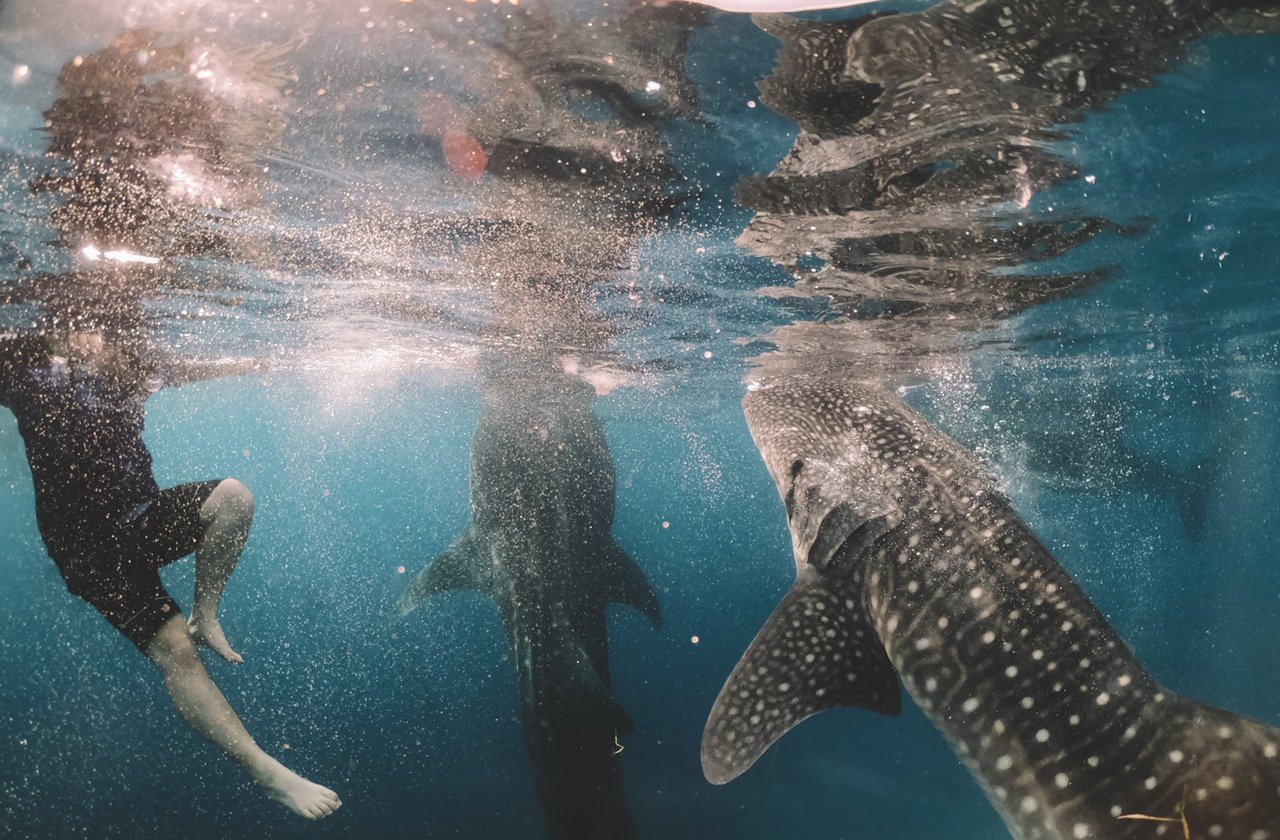 Underwater photo of whale sharks