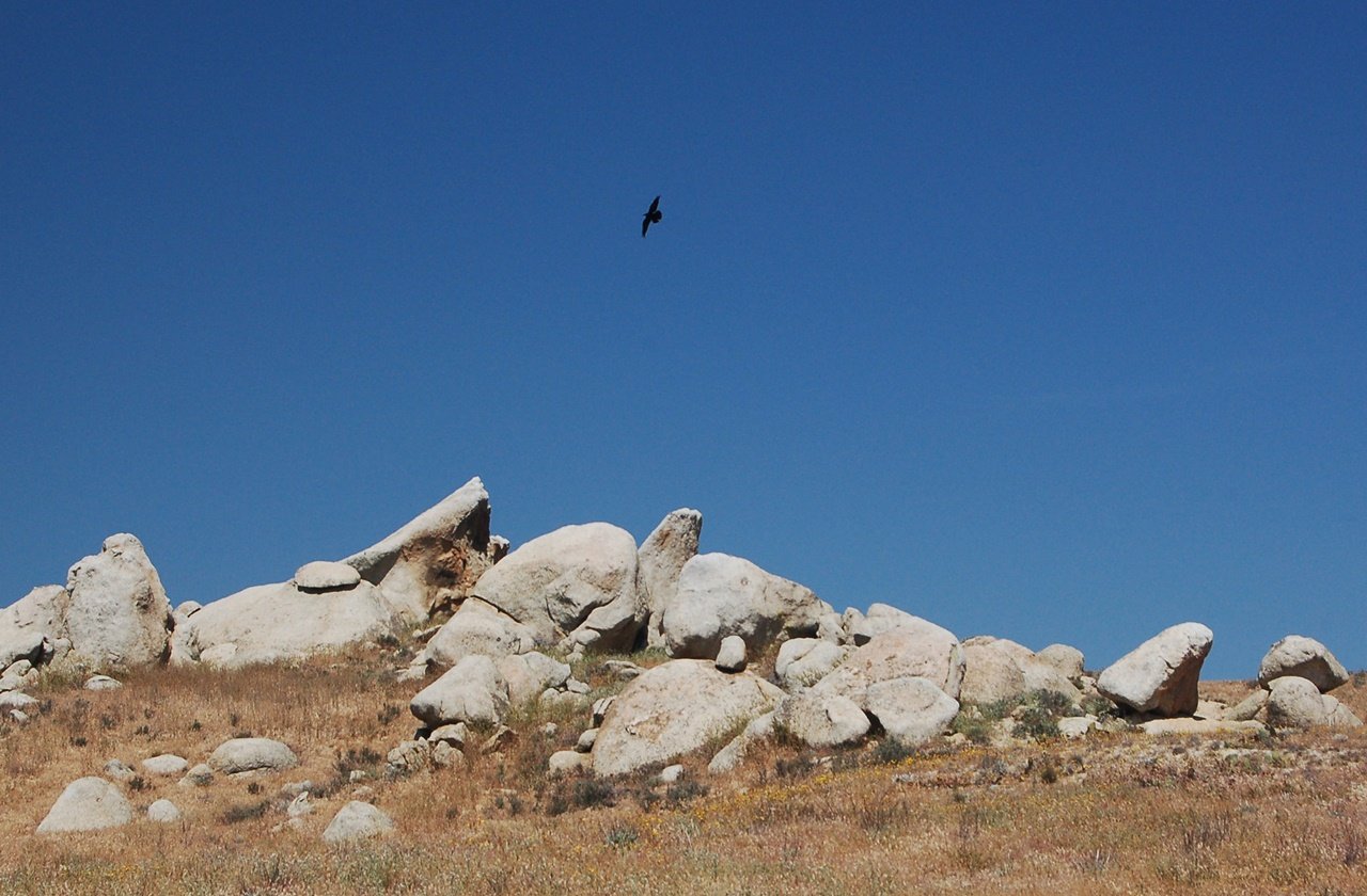 Raven hovering over the summit of Eagle Rock Hiking Trail