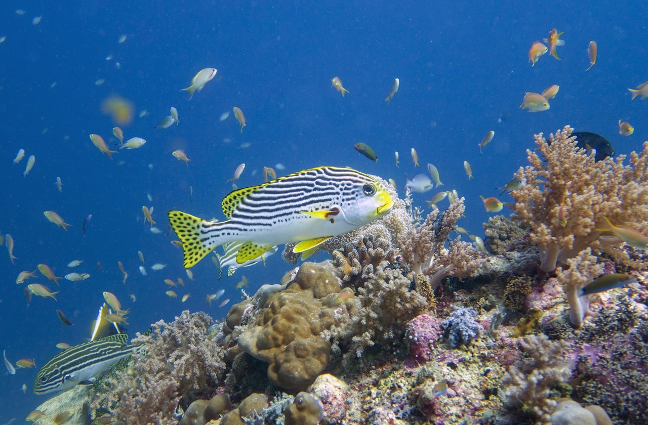 Discover Mactan Island's rich marine life