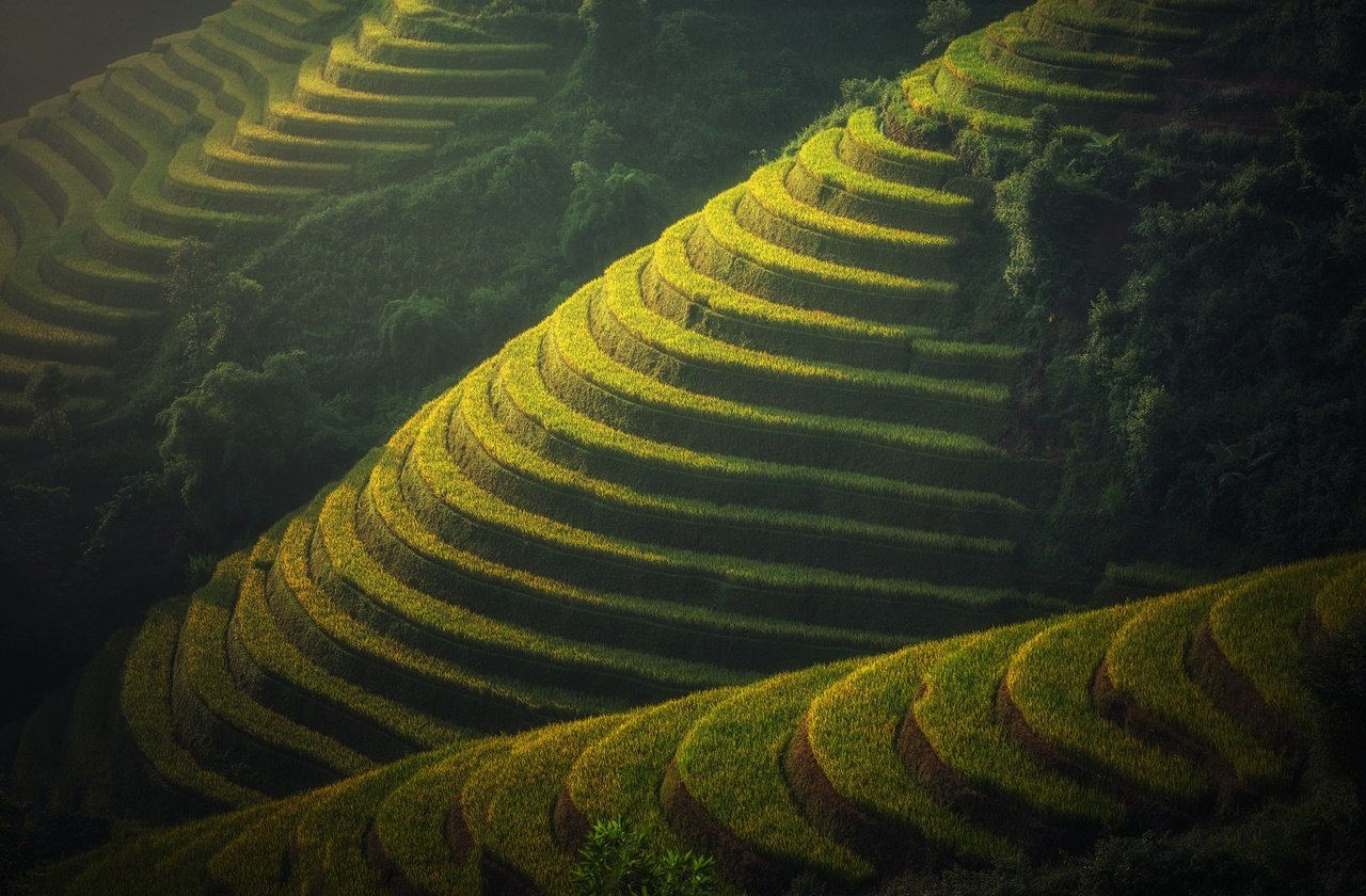 See the rice fields during the best time to visit Vietnam