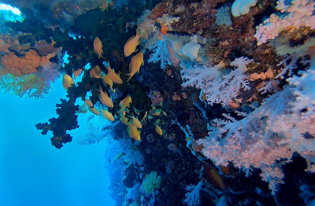 Corals and fishes at pescador island in cebu