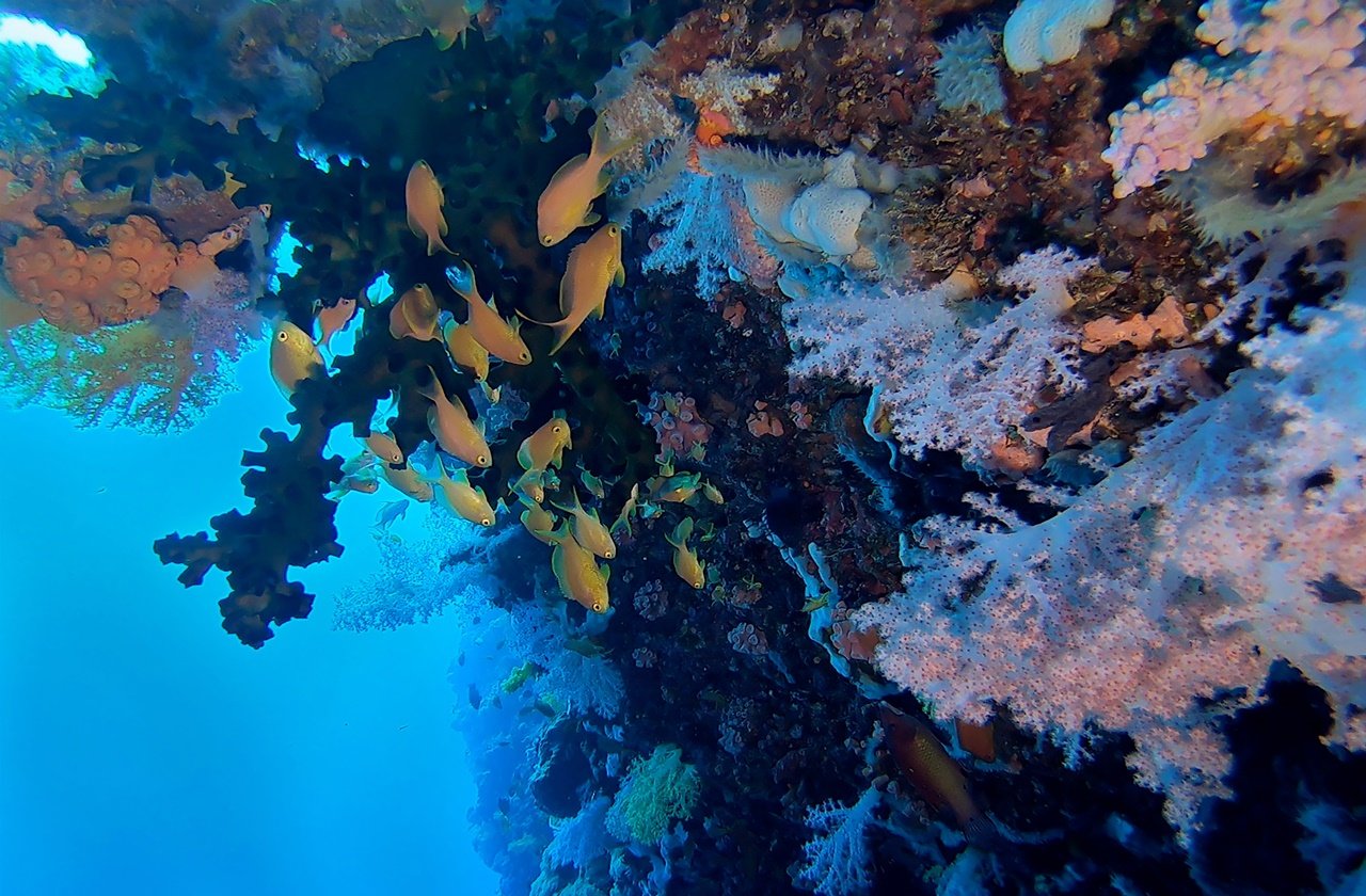 Pescador island Corals and fishes at pescador island in cebu