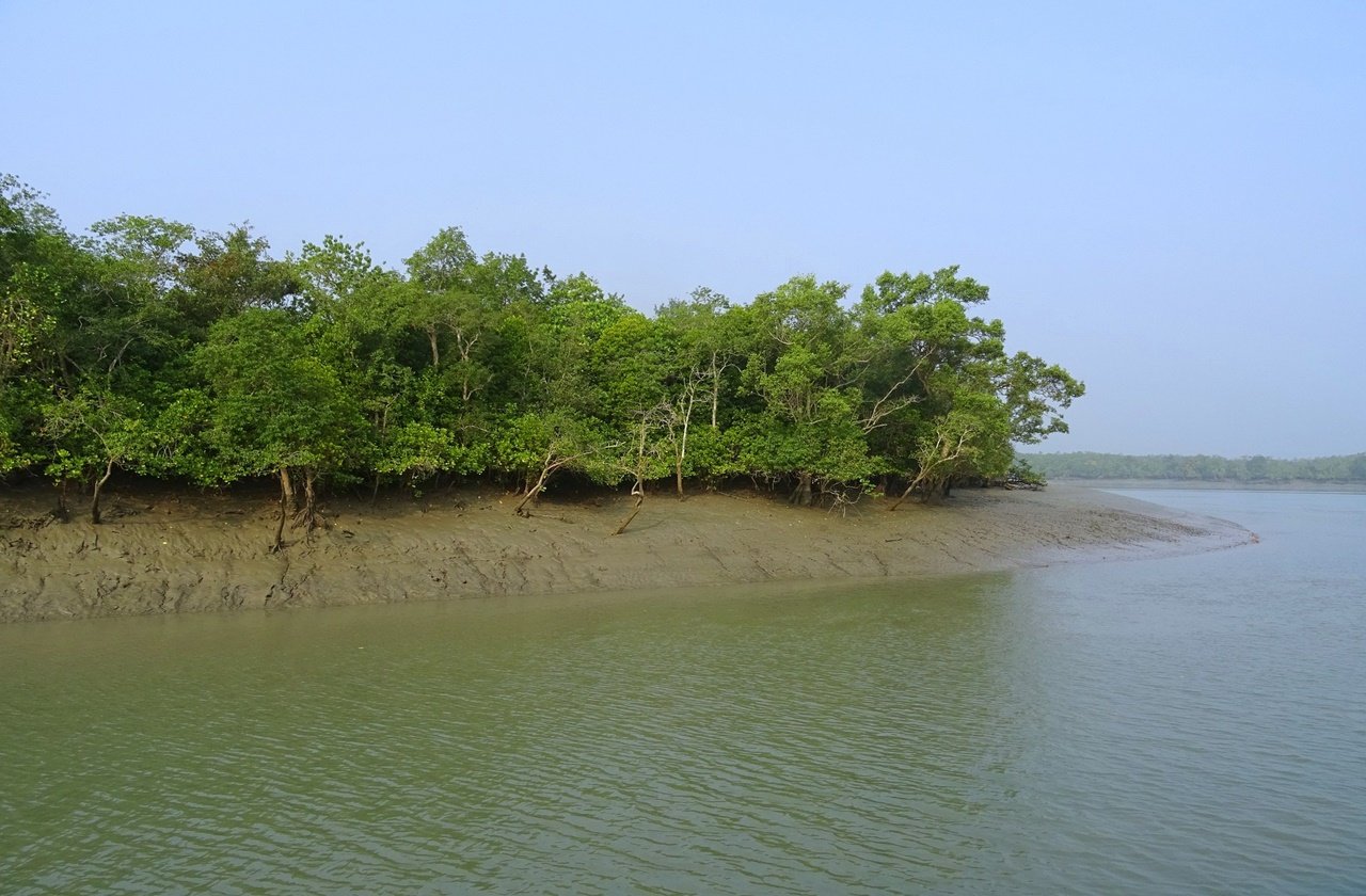 Mangrove forests at the Sundarbans National Park