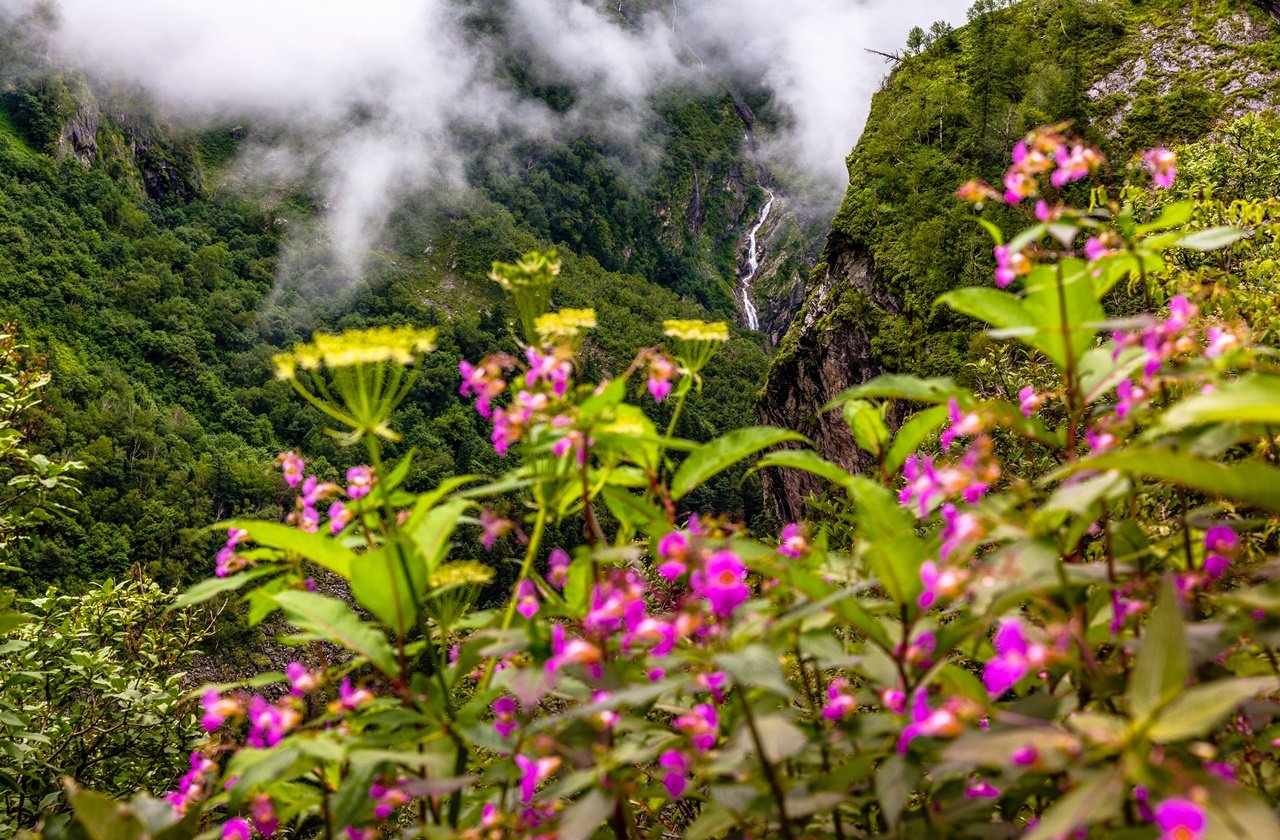 Colorful flowers in bloom at Valley of Flowers National Park