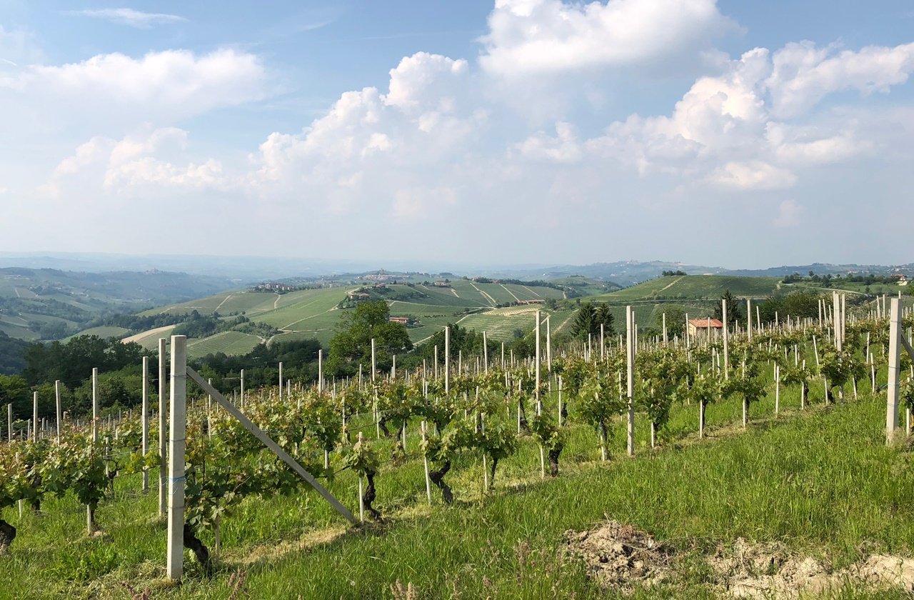 Piedmont's famous vineyards and rolling hills