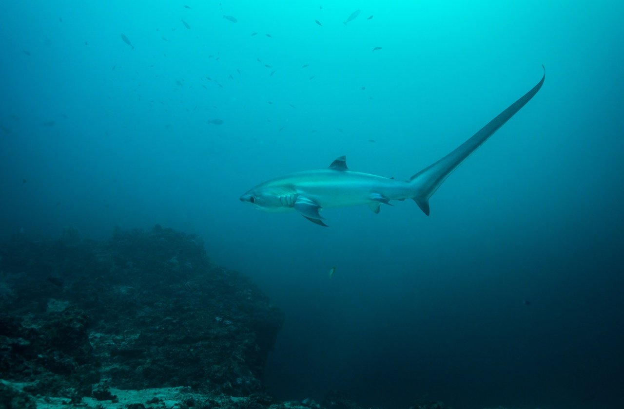 Thresher shark Thresher shark in Malapascua, Philippines