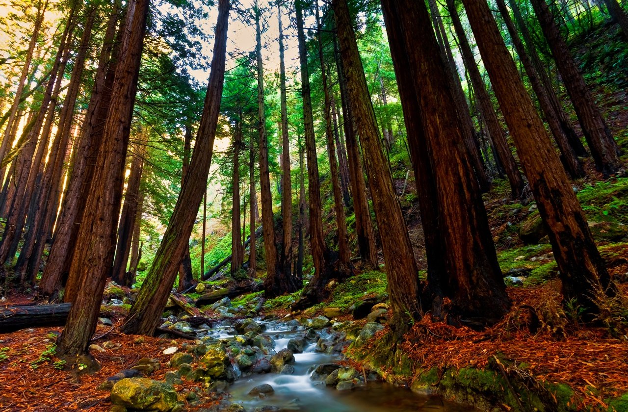 Redwood trees at Limekiln State Park in Big Sur