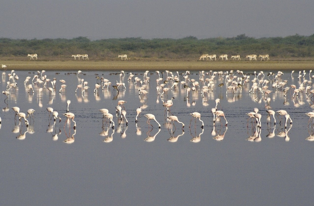 Flamingos at Kutch Desert Wildlife Sanctuary