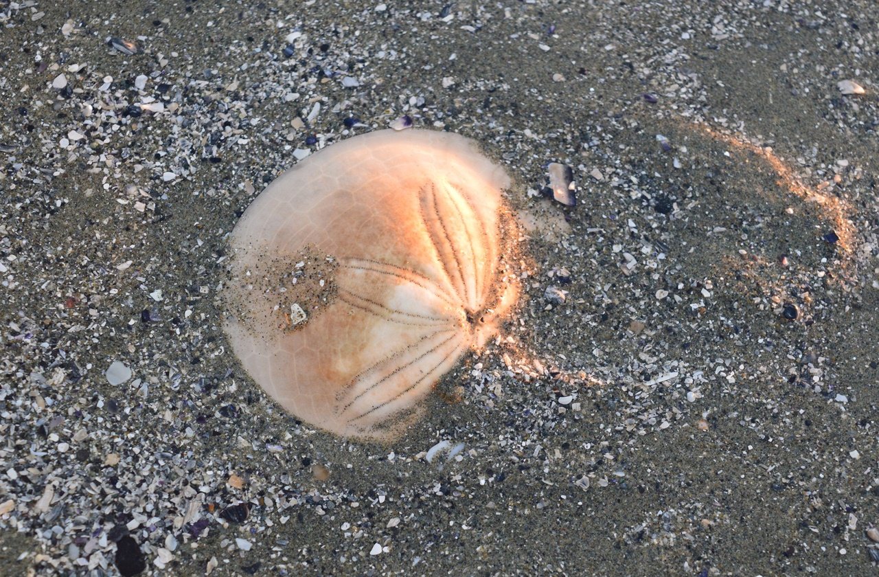 Sand dollar found on a beach