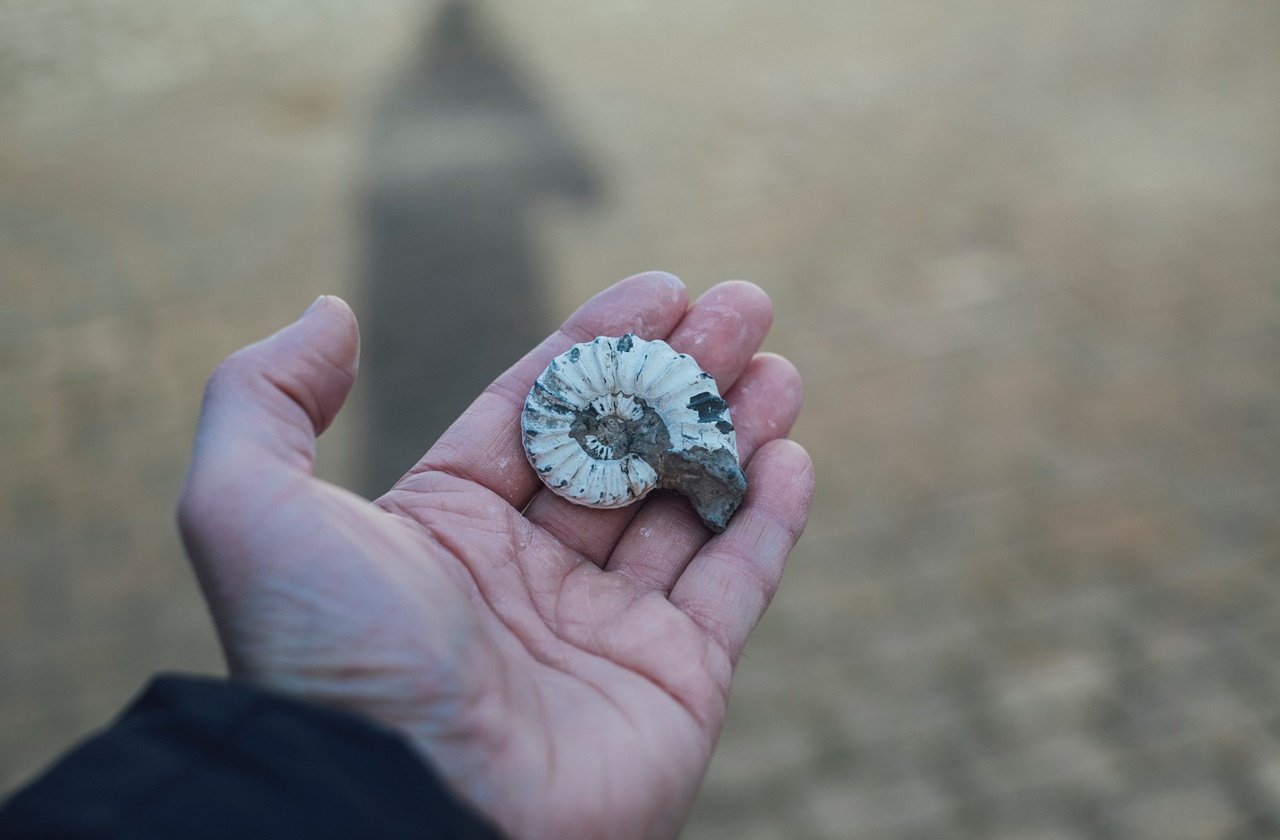 Person holding a fossil