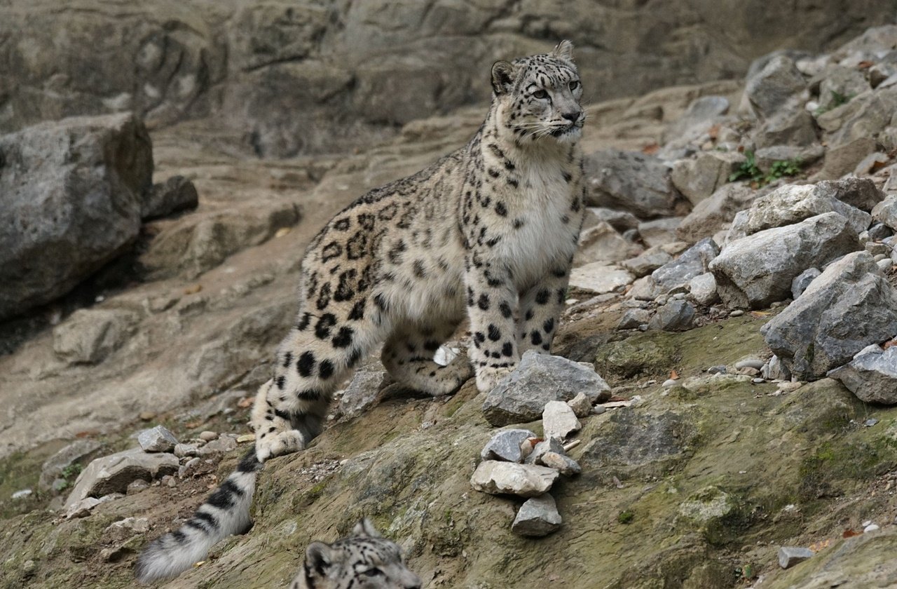 Snow leopard on a rock