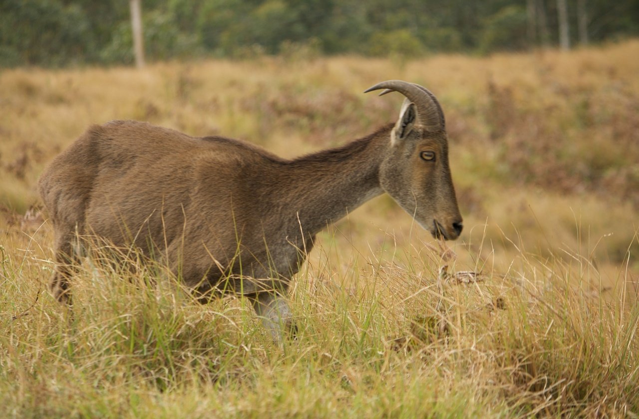 Nilgiri Tahr, one of the endangered animals in India