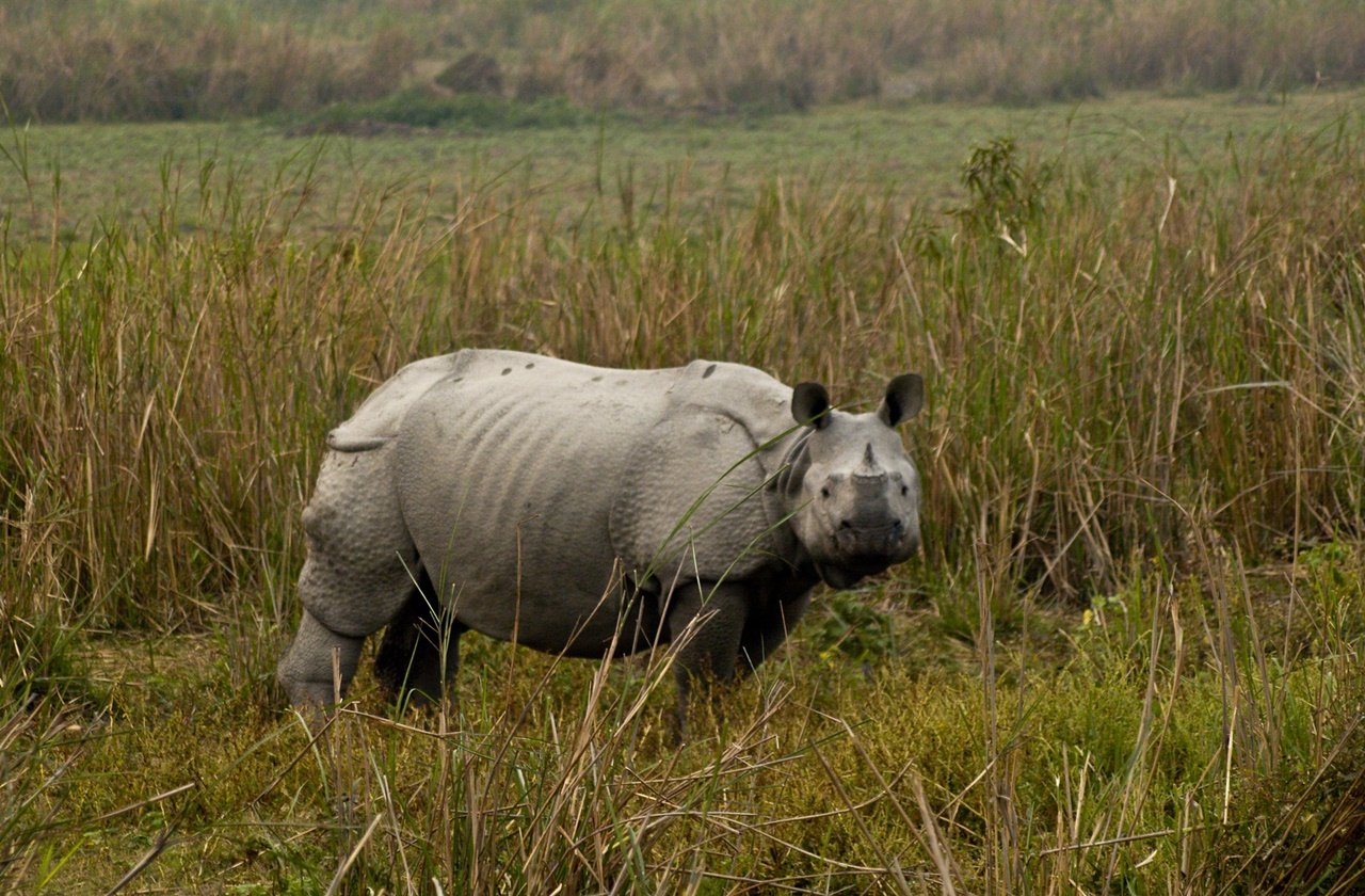 Indian Rhinoceros in the wild at Kaziranga National Park