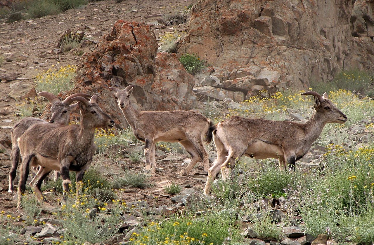 Group of blue sheep roaming around at The Great Himalayan National Park