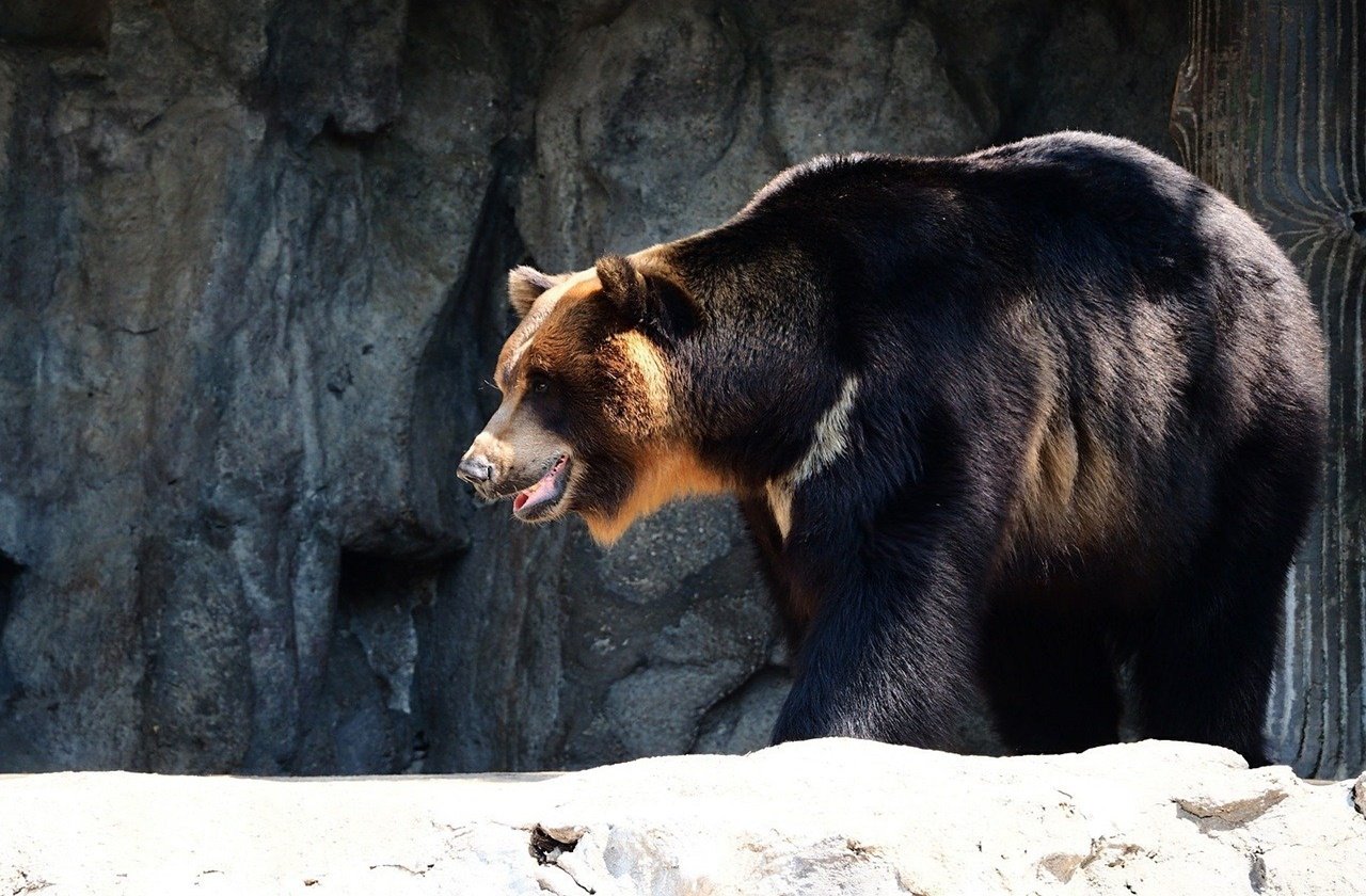 Asiatic black bear at a wildlife sanctuary
