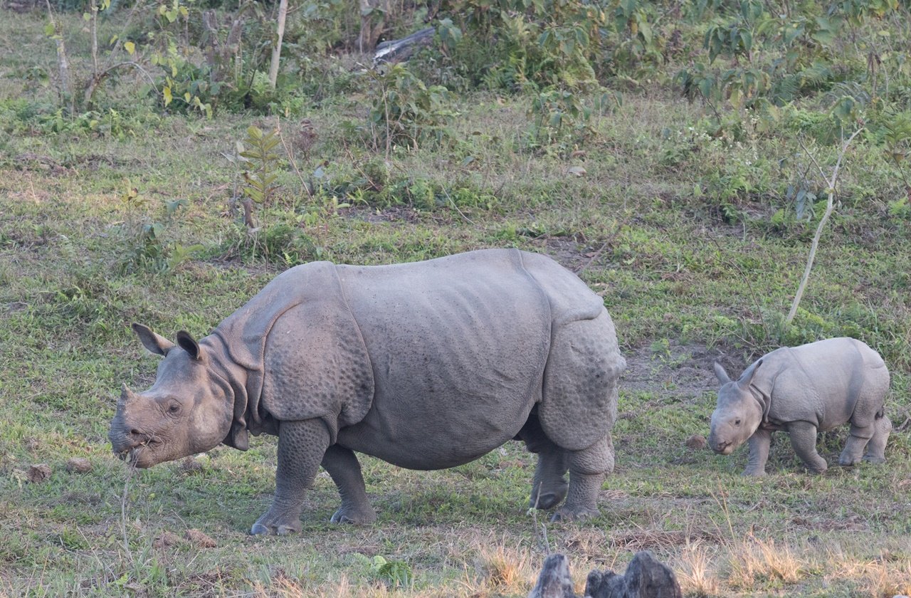 Mother and small Indian rhinoceros at Manas National Park