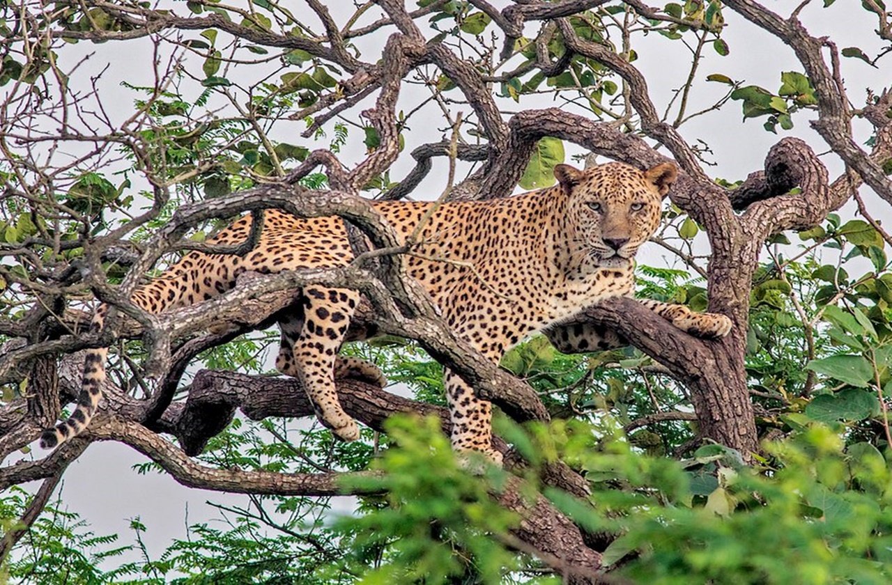 Indian leopard resting on a tree