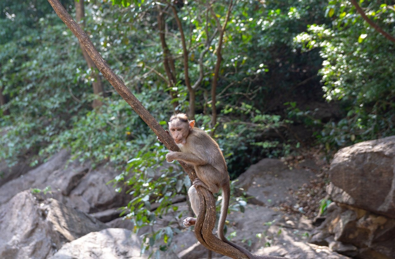 Indian Macaque Monkey resting on a tree at Bhagwan Mahavir Wildlife Sanctuary
