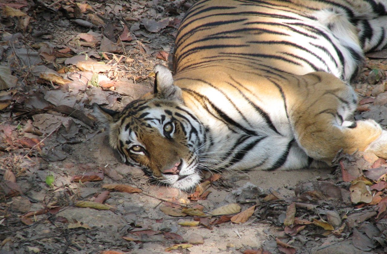 Tiger resting at Bandhavgarh National Park