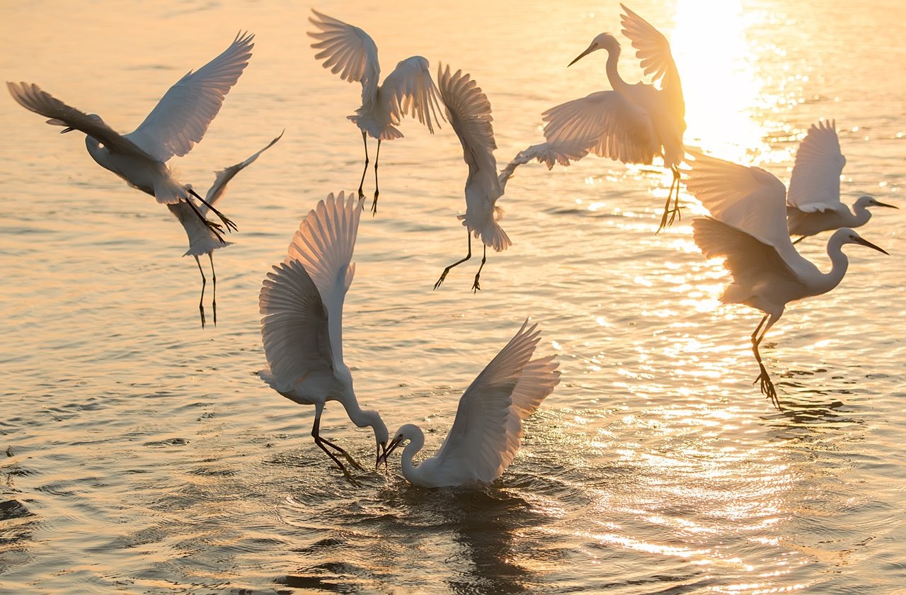 Group of white birds on the lake searching for food