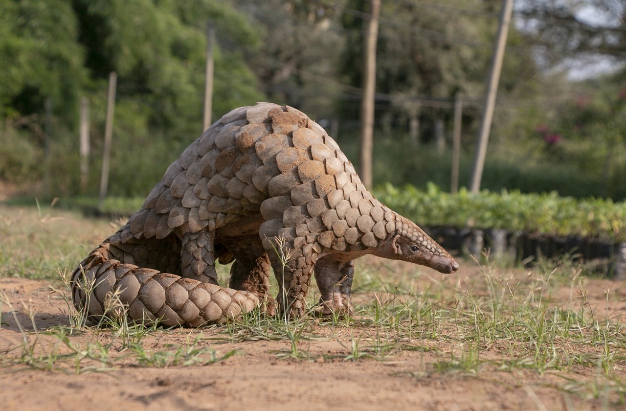 Indian pangolin at Dandeli Wildlife Sanctuary