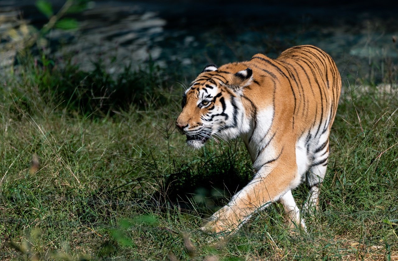 Bengal tiger roaming around at Corbett National Park