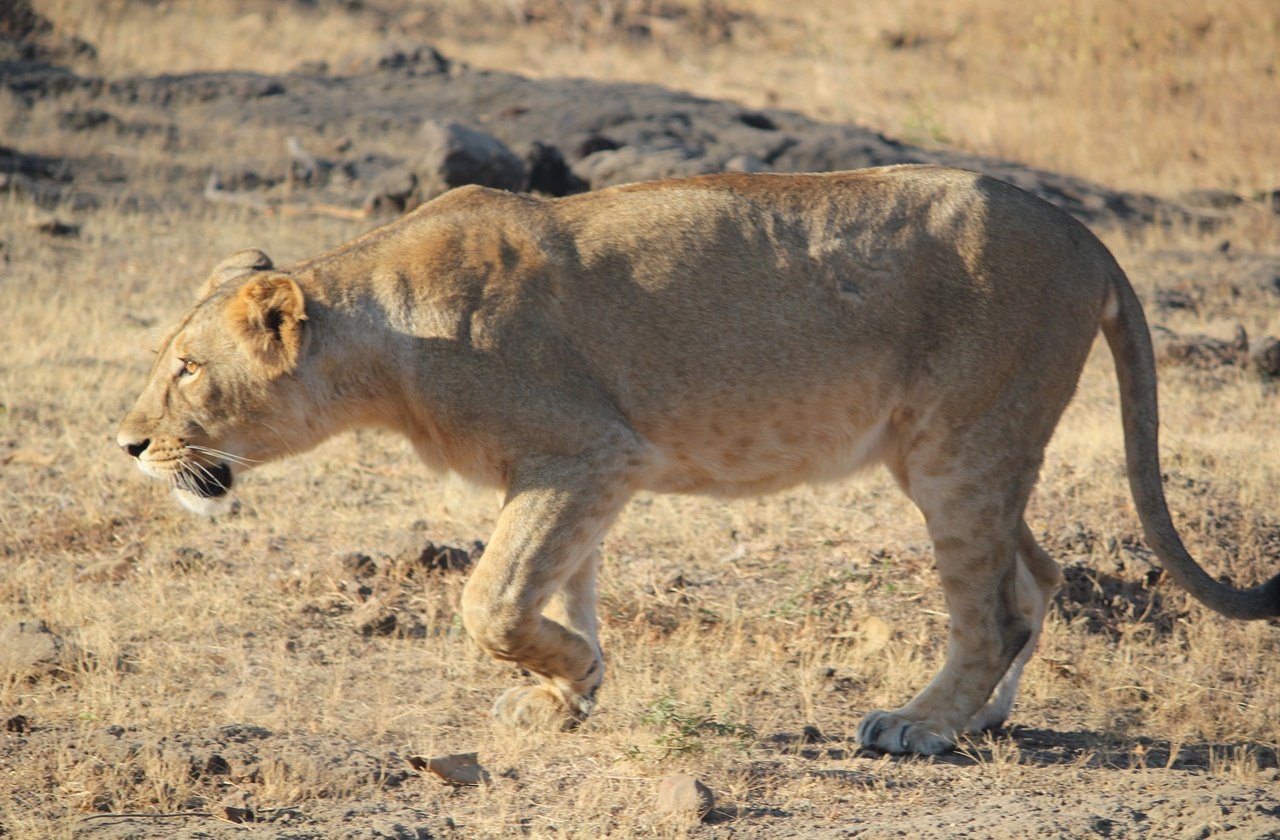 Asiatic lioness at Gir Wildlife Sanctuary